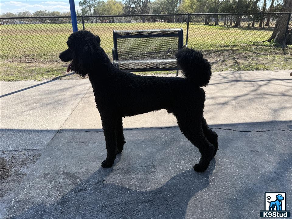 a poodle dog standing on a sidewalk
