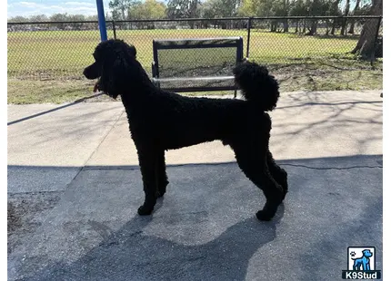 a poodle dog standing on a sidewalk