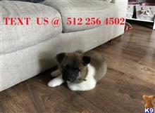 Akita