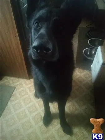 German Shepherd stud dog: a black german shepherd dog sitting on the floor
