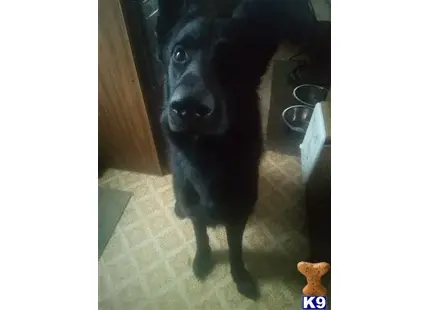 a black german shepherd dog sitting on the floor
