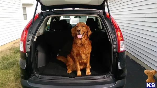 Golden Retriever stud dog