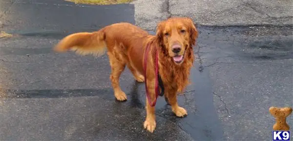 Golden Retriever stud dog