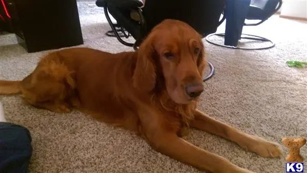 Golden Retriever stud dog