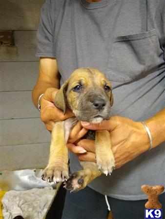 Great Dane puppy for sale