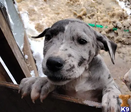 Great Dane puppy for sale