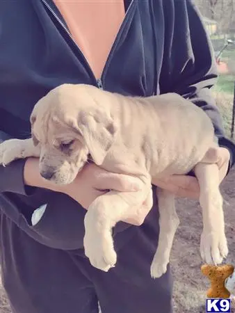 Great Dane puppy for sale