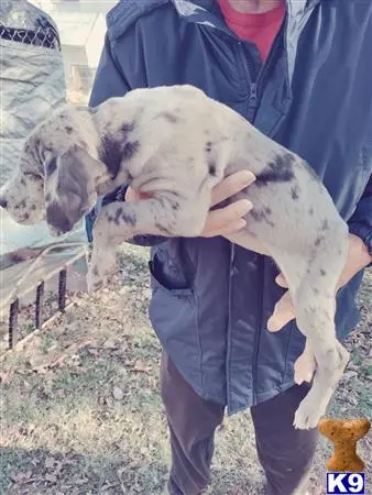 Great Dane puppy for sale