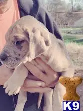 Great Dane puppy for sale