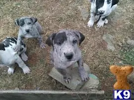 Great Dane puppy for sale