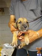 great dane puppy posted by rpayton