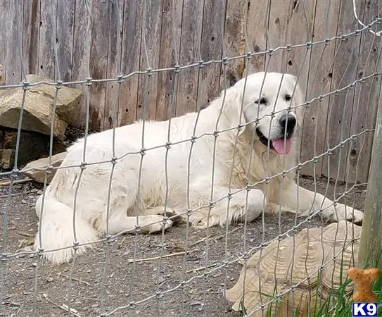 Golden Retriever stud dog