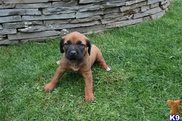 Rhodesian Ridgeback