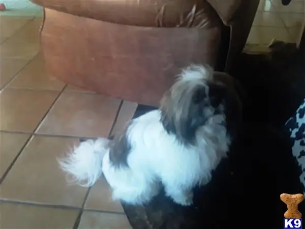 Shih Tzu stud dog