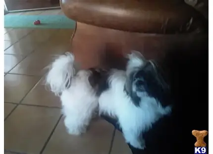 Shih Tzu