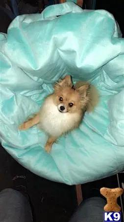 Pomeranian stud dog