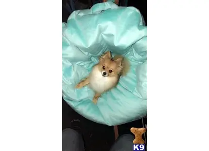 Pomeranian