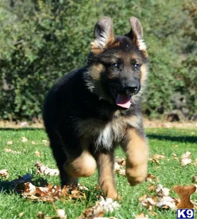 German Shepherd stud dog