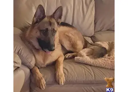 a german shepherd dog lying on a couch