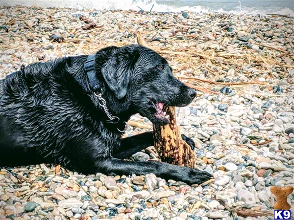 Labrador Retriever female dog