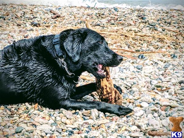 Labrador Retriever