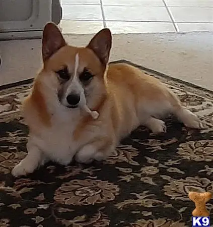 Pembroke Welsh Corgi stud dog