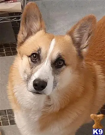 Pembroke Welsh Corgi stud dog