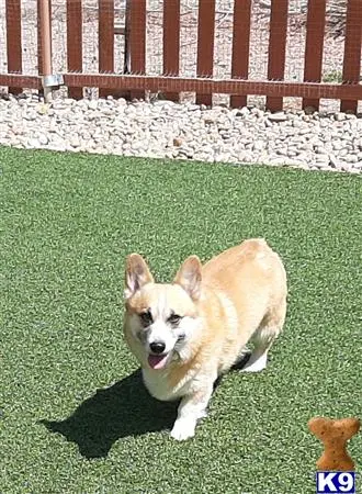 Pembroke Welsh Corgi stud dog