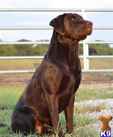 lab puppies for sale houston lab puppy is a labrador retriever puppy in houston tx breeds picture lab puppies for sale houston lab puppy is a labrador retriever puppy in houston tx breeds picture