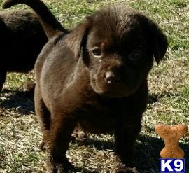 labrador retriever puppy posted by rstutt