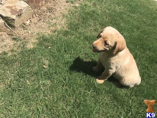 Labrador Retriever