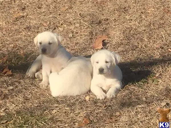 Labrador Retriever puppy for sale