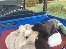 labrador retriever puppy posted by rstutt