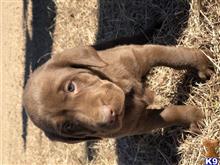 labrador retriever puppy posted by rstutt