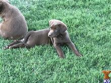 labrador retriever puppy posted by rstutt