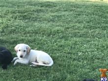 labrador retriever puppy posted by rstutt