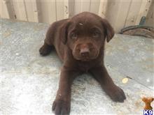 labrador retriever puppy posted by rstutt