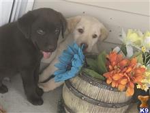 labrador retriever puppy posted by rstutt