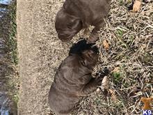 labrador retriever puppy posted by rstutt