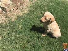 labrador retriever puppy posted by rstutt