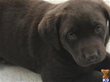 labrador retriever puppy posted by rstutt