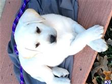 labrador retriever puppy posted by rstutt
