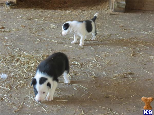 Border Collie