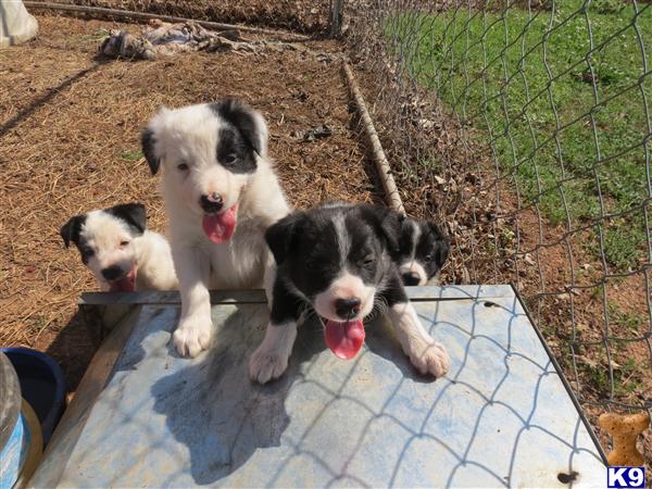 Border Collie