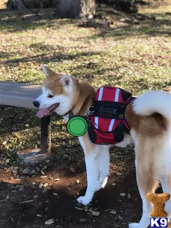 Akita stud dog