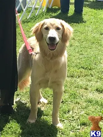 Golden Retriever female dog