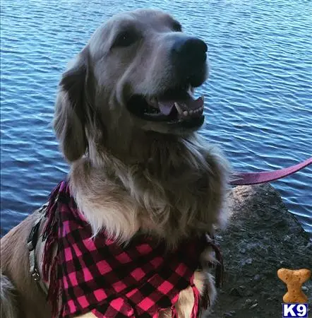 Golden Retriever female dog