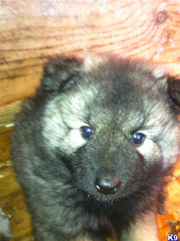 Keeshond