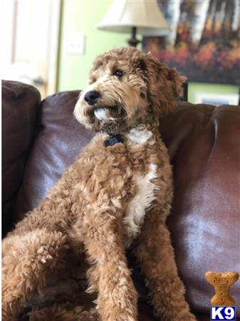 a poodle dog sitting on a couch