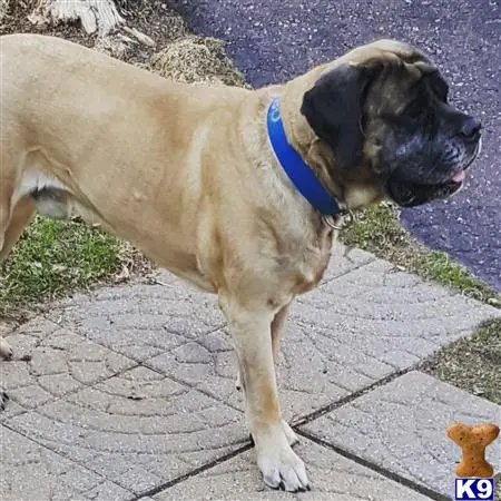 Mastiff stud dog: a mastiff dog standing on a sidewalk